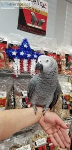 Hand Reared Baby African Grey 500