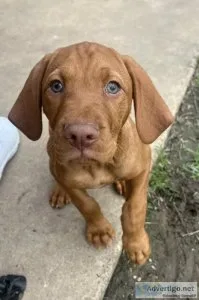 Vizsla Puppies