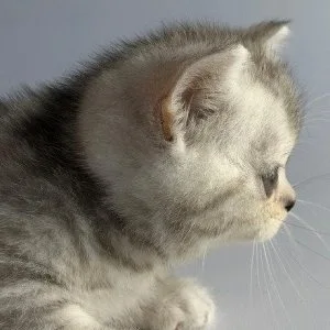 Munchkin shorthair kitties for sale