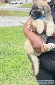German Shepard x Great Pyrenees mix puppies