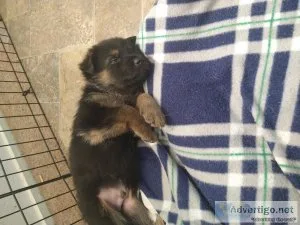 German shepherd puppies