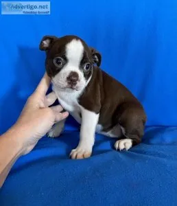 Boston Terrier Puppies