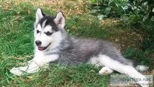 Blue Eyed Siberian Husky puppies
