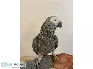 Hand Reared African Grey Baby For Sale