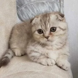 Munchkin shorthair kitties for sale