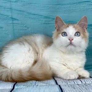Munchkin shorthair kitties for sale