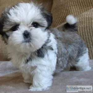 Priceless shih tzu puppies