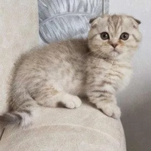 Munchkin shorthair kitties for sale
