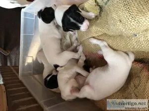 Jack Russell Puppies