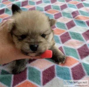 Beautiful Pomeranian Females