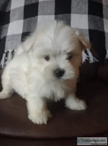 A.K.C. Purebred Maltese Puppies For Sale