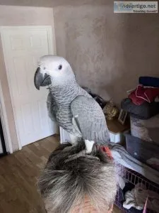 Handreared African grey parrot