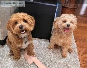 Maltipoo Puppy
