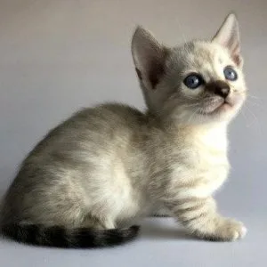Munchkin shorthair kitties for sale