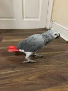 Silly Tame African Grey Babies Available