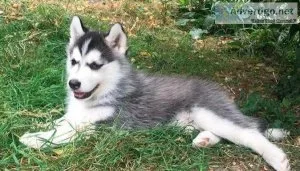 Pure Siberian Husky Puppies