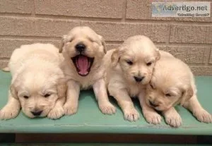 Golden Retriever puppies for sale