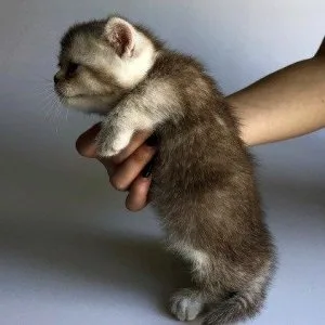 Munchkin shorthair kitties for sale