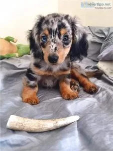 Cute  Dachshunds  Puppies Available