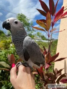 Sweet African Grey baby