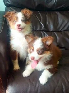 Australian shepherd puppies for sale