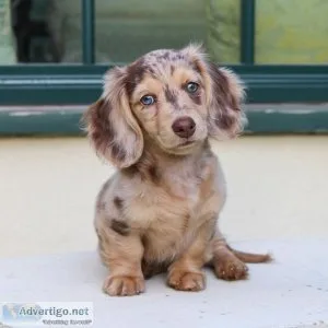 Healthy Male and Female Dachshunds puppies Looking for a new Hom