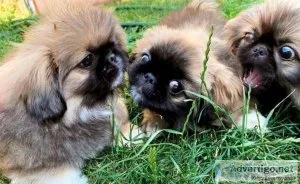 Lovely Pekingese pups for sale