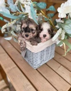 Beautiful Havanese puppies