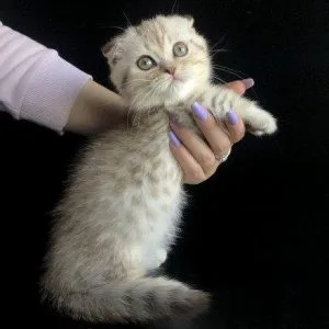 Munchkin shorthair kitties for sale
