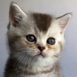 Munchkin shorthair kitties for sale