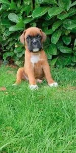 3 Boxer puppies