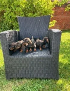 Dachshund Puppies for sale