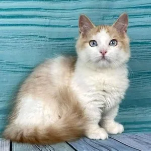 Munchkin shorthair kitties for sale