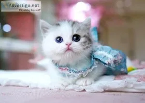 Munchkin Kittens for sale near me