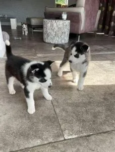 2 Girls1 Boy Siberian Husky Pups