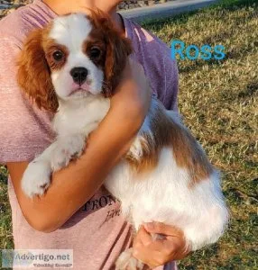 Cavalier King Charles Spaniel