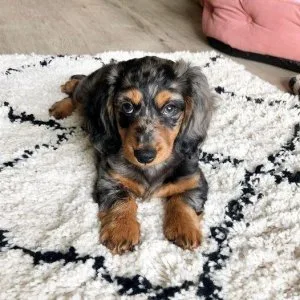 Dachshunds -Puppies for sale