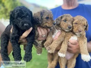 Whoodles (no shedding and non allergenic)