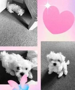 Beautiful Maltese Puppies