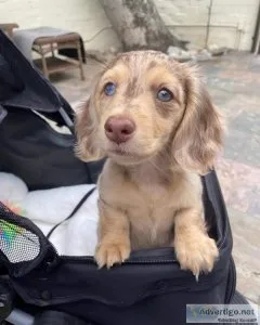 Dachshunds puppies available for christmas