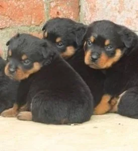 Akc Rottweiler puppies 1 female 3 males