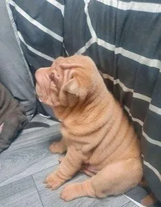Shar pei pups AKC reg