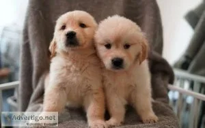 Gorgeous Golden Retriever Puppies