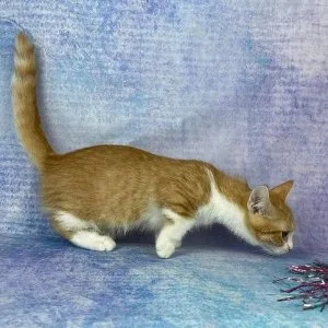 Munchkin shorthair kitties for sale