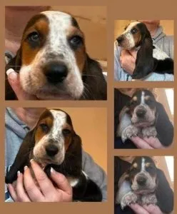 Bassett Hound Pups &hellip Just Stunning
