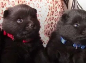 Schipperke puppies available