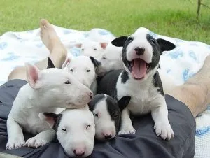 AKC Bull Terrier Puppies