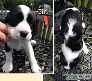 For sale English Springer Spaniel AKC Reg puppies 