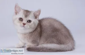 Munchkin shorthair kitties for sale