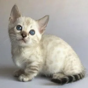 Munchkin shorthair kitties for sale